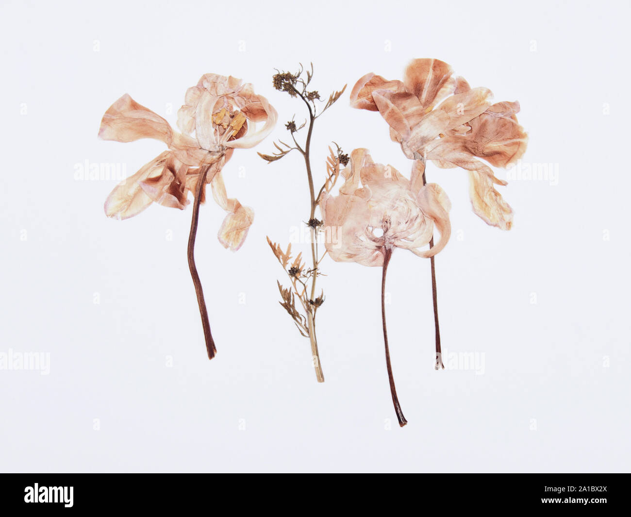 Pressed and dried tulips flower on a white background. For use in