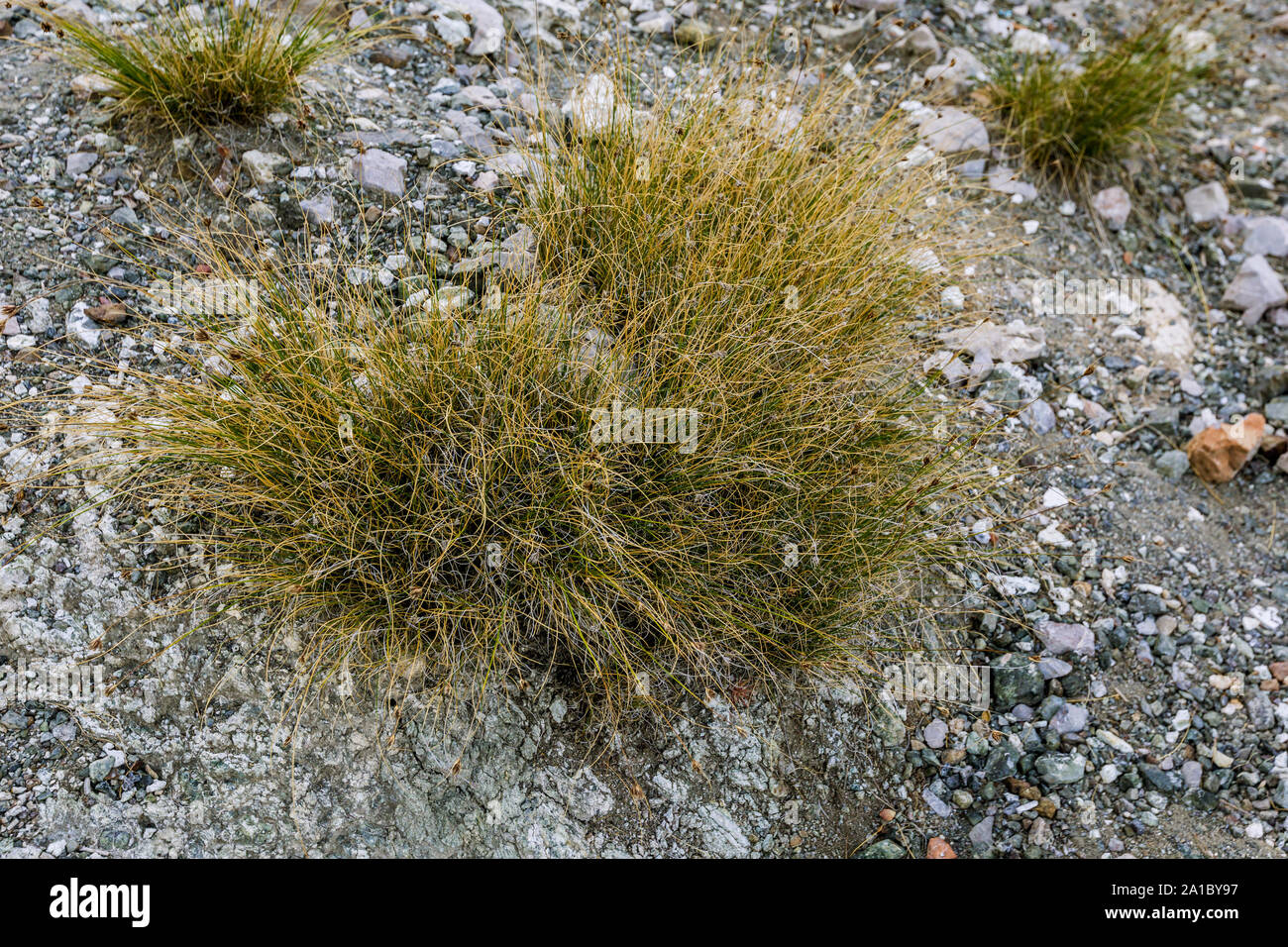 Juncus trifidus - highland rush on the mountain in Turkey Stock Photo