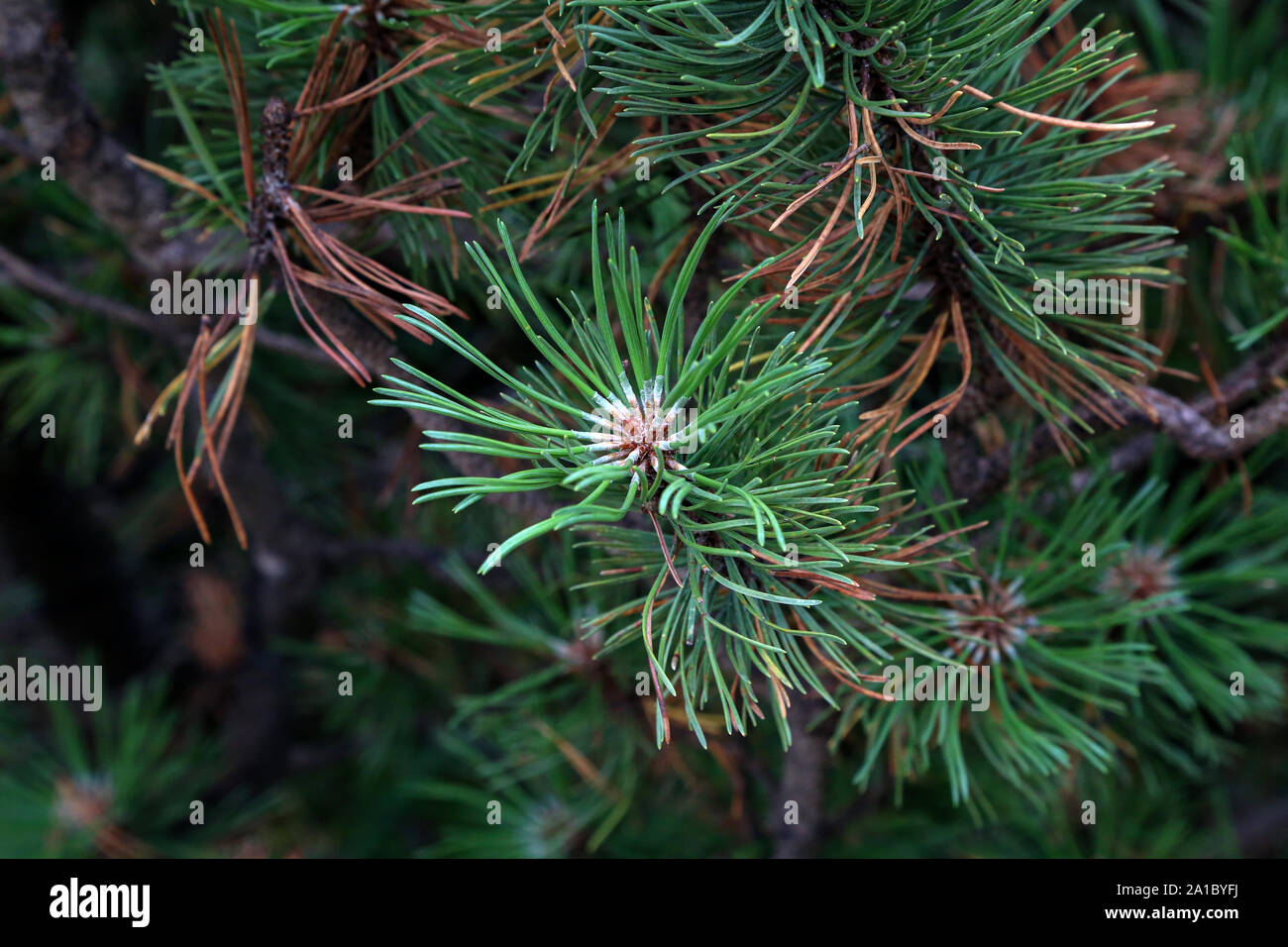 Pinus mugo creeping pine Conifer in the Alps. Stock Photo