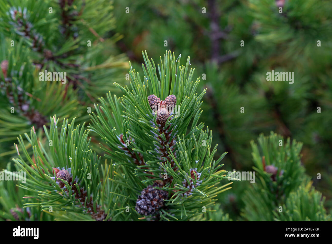 Pinus mugo creeping pine Conifer in the Alps Stock Photo
