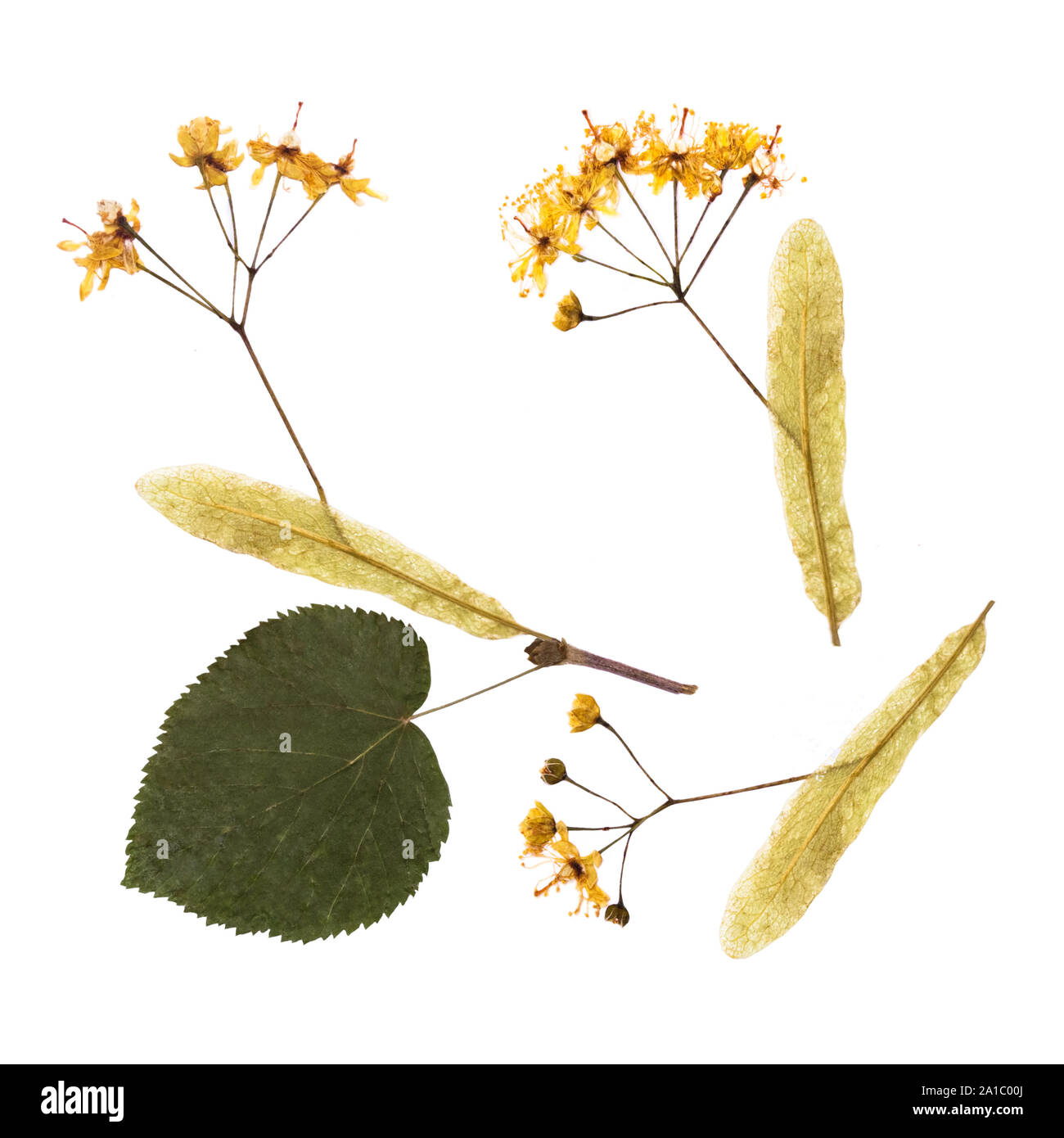 A set of linden. Isolated elements Leaves, flowers and buds herbarium pressed Stock Photo