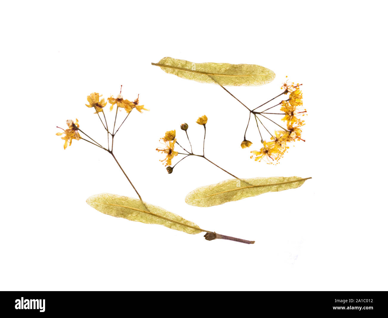 A set of linden. Isolated elements Leaves, flowers and buds herbarium pressed Stock Photo