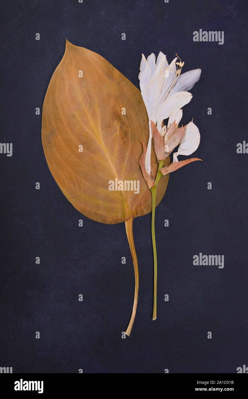 Pressed and dried lily flower Stock Photo Alamy