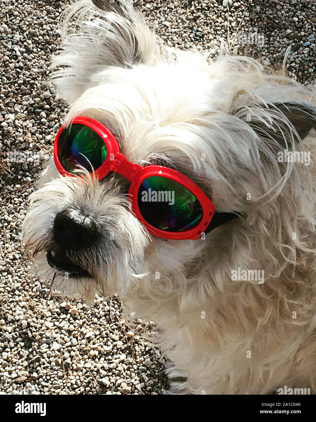 Small terrier dog wearing red framed sun goggles (doggles) in Tucson AZ Stock Photo
