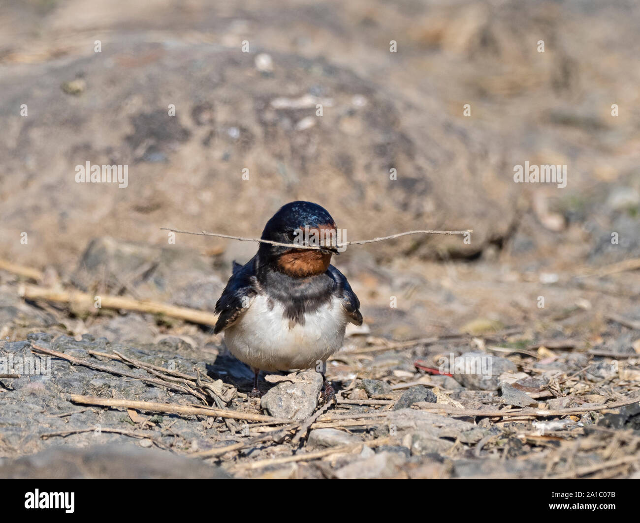 Barn swallow hirundo rustica hires stock photography and images Alamy
