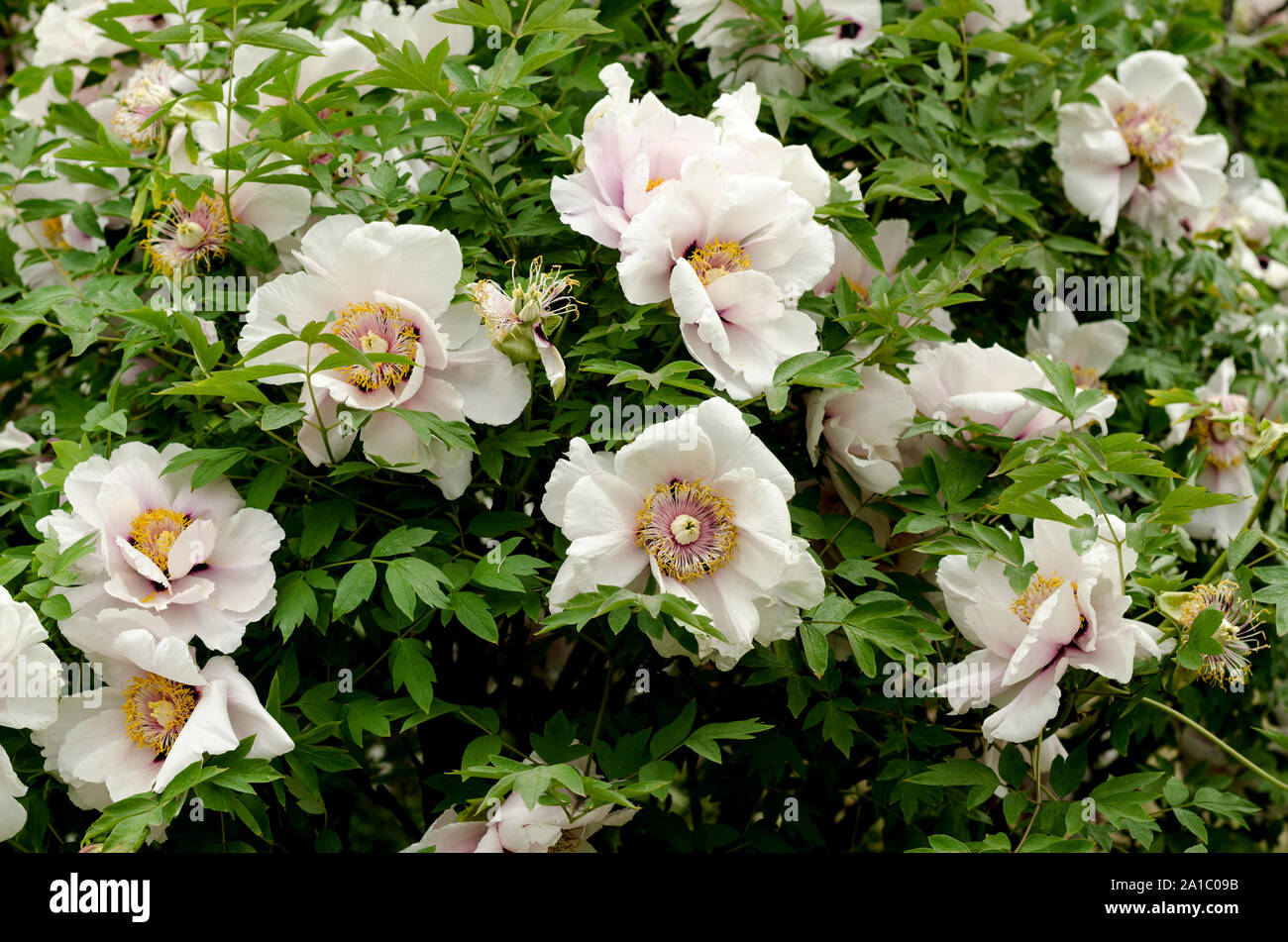 Mountain peonies hi-res stock photography and images - Alamy