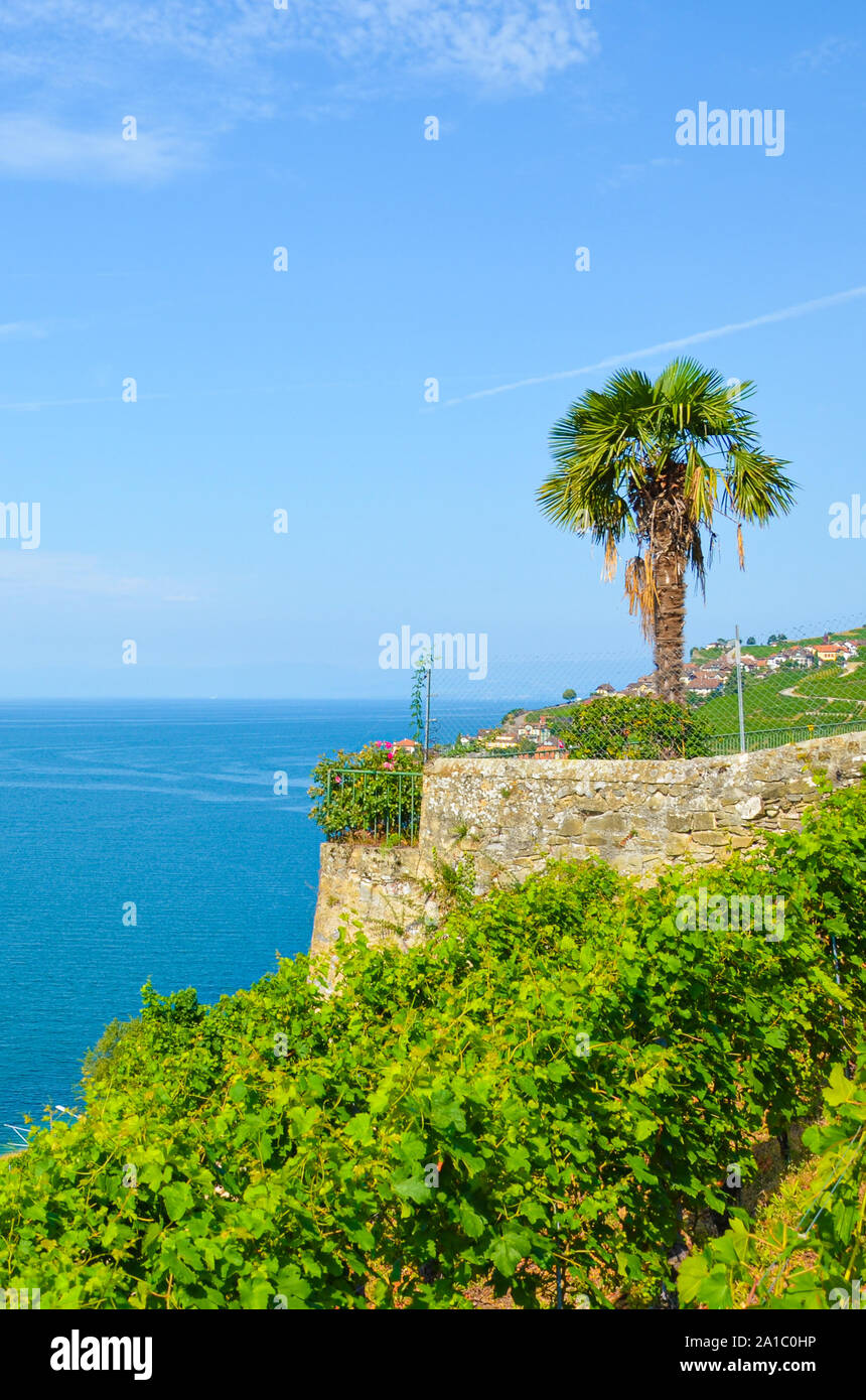 Geneva Lake in Switzerland photographed with a palm tree on a clear day with a blue sky. Swiss Riviera is a popular summer vacation spot. Vineyards on the slope. Switzerland in summer. Stock Photo