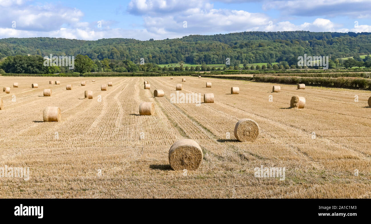 Large round bales of hay scattered over a field in bright sunny weather ...