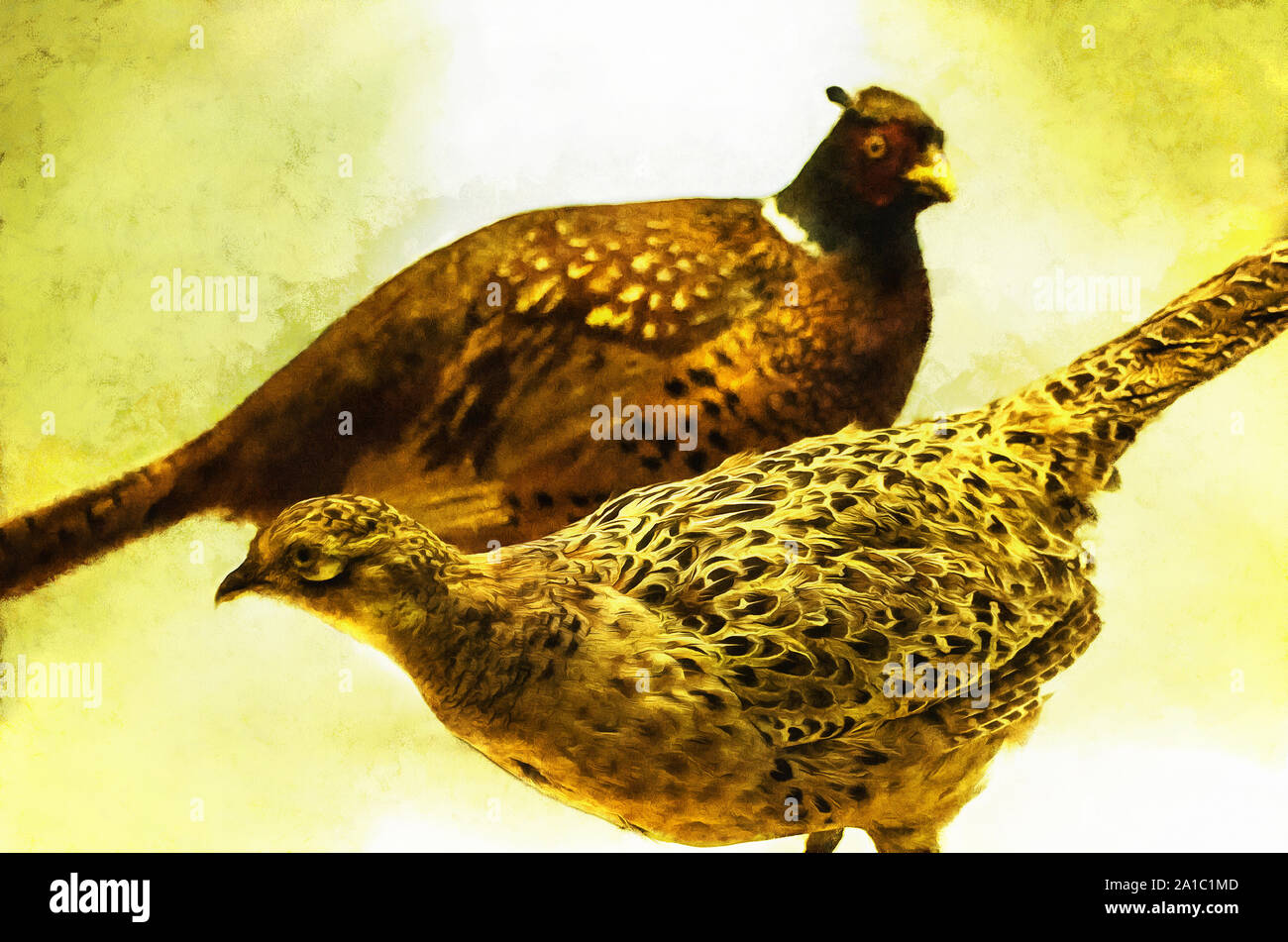 Illustrations Hunting pheasant, Phasianinae Stock Photo