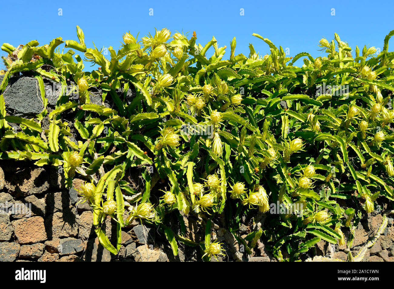 Pitaya plant Latin name Hylocereus undatus. This succulent plant produces an edible red fruit called pitaya fruit Stock Photo