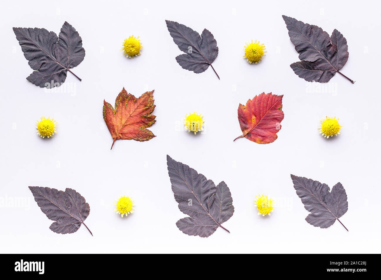 Leaves and flowers top view. Autumn composition.Red foliage and small flowers on white background. Fallen leaf and chrysanthemums flat lay. Fall seaso Stock Photo