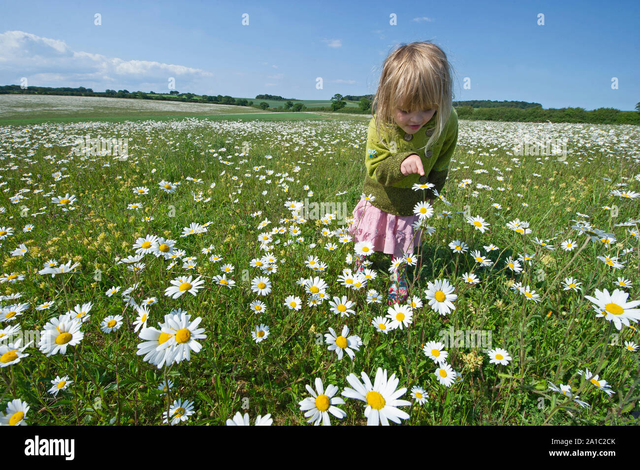 Young girl (Charlotte Tipling) among Ox-eye daisies North Norfolk summer (model released) Stock Photo