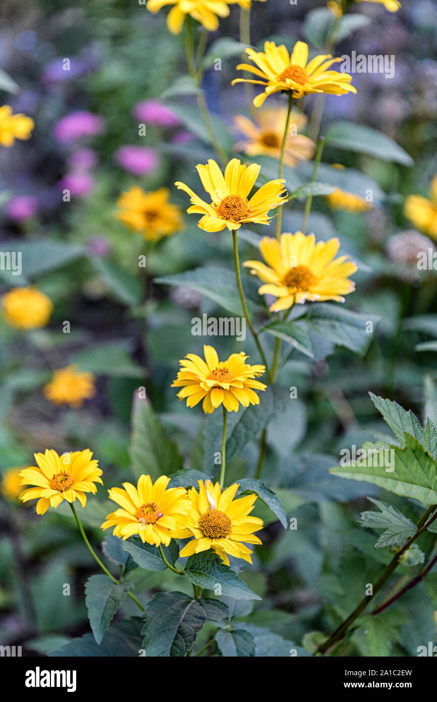 Common Woolly Sunflowers or Eriophyllum lanatum Stock Photo