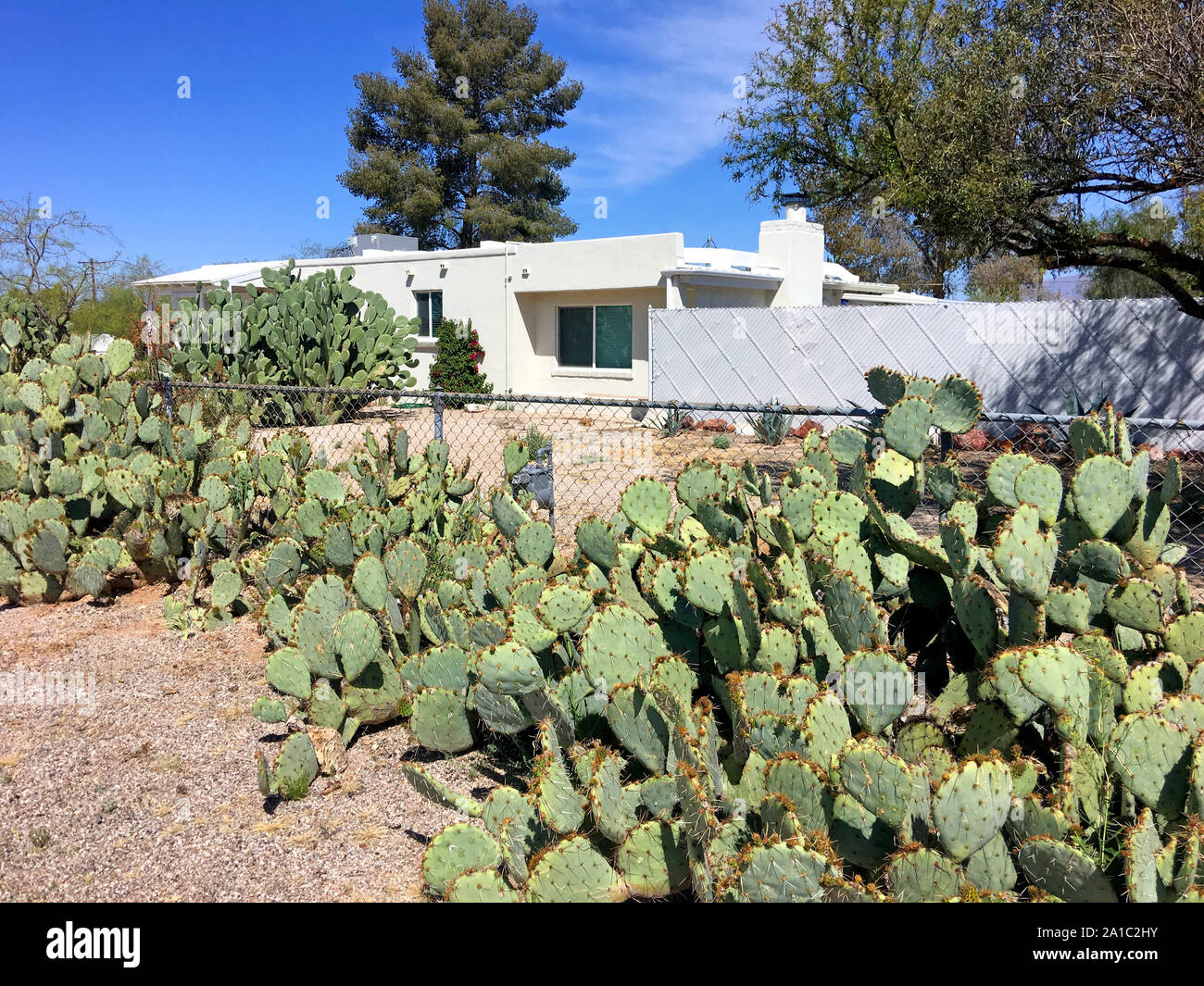 Prickly Pear Cacti outside the fence surrounding a house in Tucson AZ - The best safeguard against any intruder Stock Photo