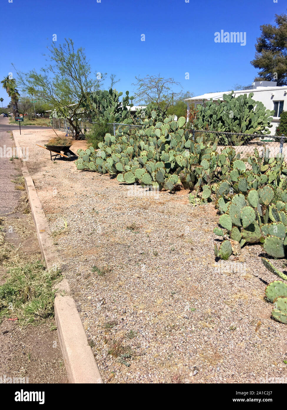 Prickly Pear Cacti outside the fence surrounding a house in Tucson AZ - The best safeguard against any intruder Stock Photo