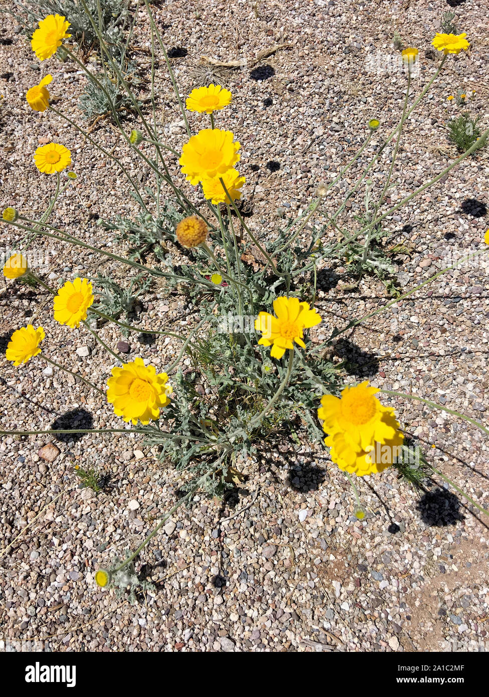 Yellow desert flowers - Senoran Desert Asters - Arizonensis Stock Photo