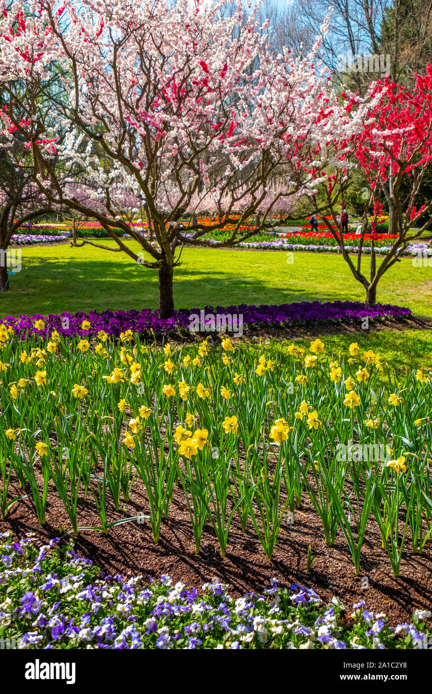 Tulip Top Gardens in Spring, Canberra, ACT, Australia Stock Photo Alamy