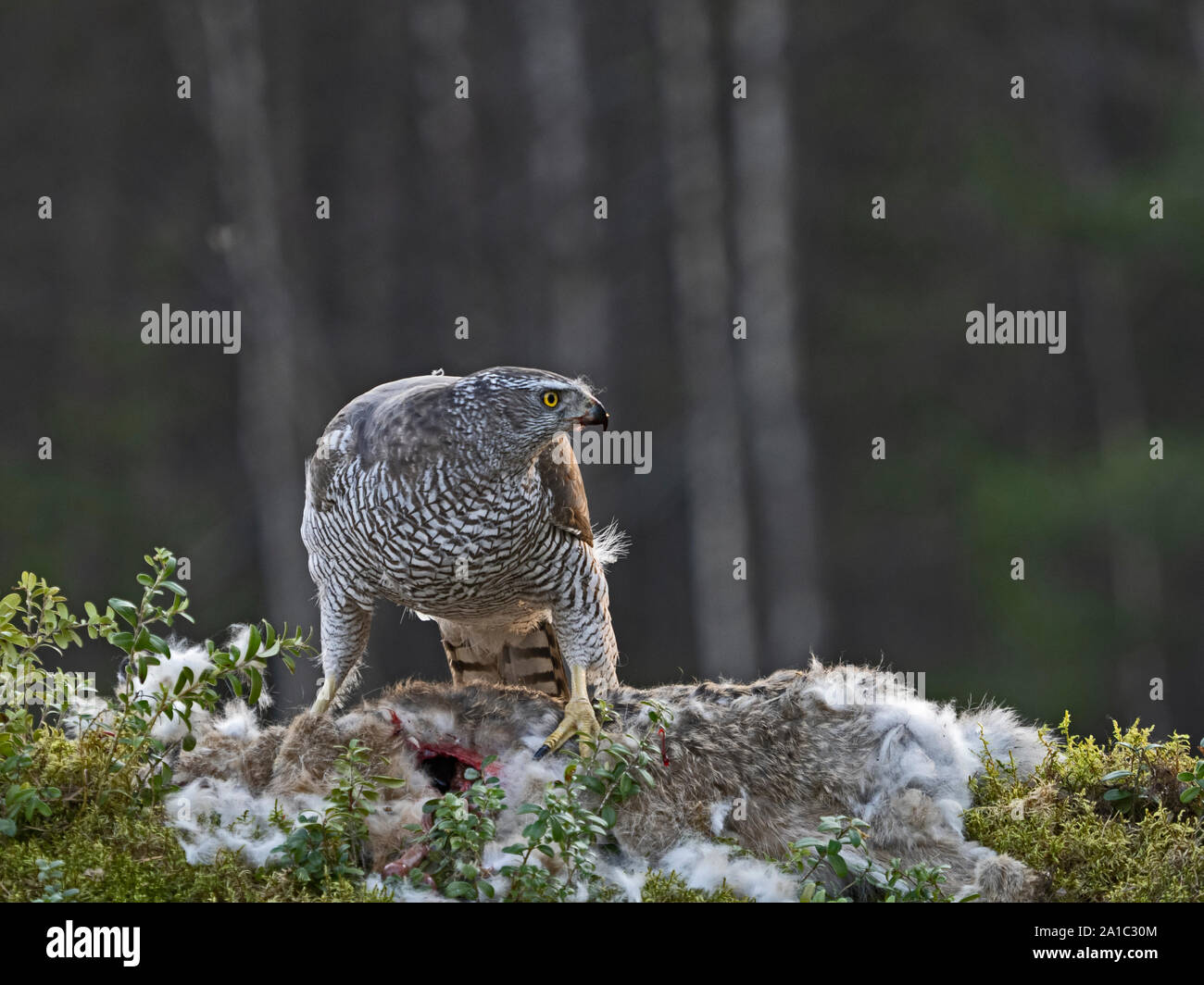 Northern Goshawk Accipiter gentilis feeding on hare in forest near Liminka Finland Stock Photo