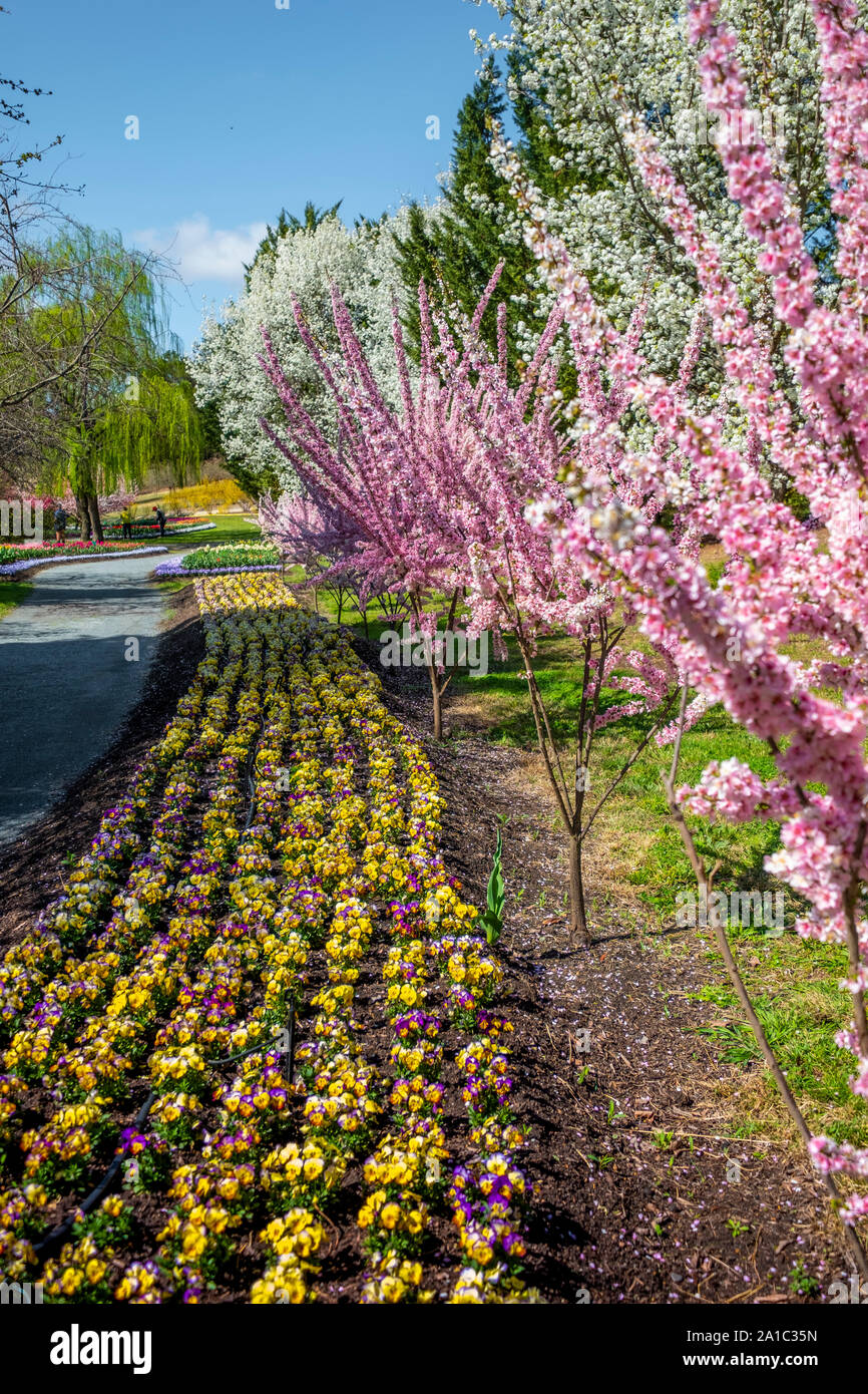 Tulip Top Gardens in Spring, Canberra, ACT, Australia Stock Photo Alamy