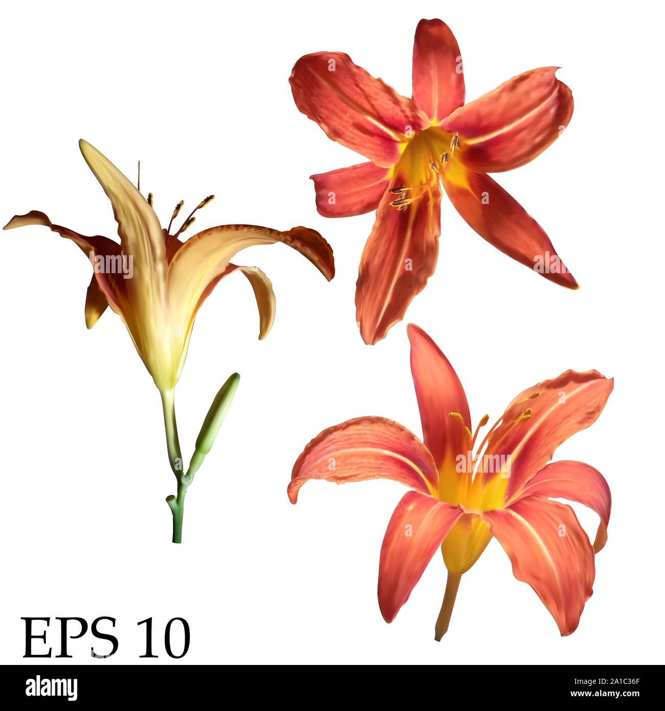 Set of vector realistic lily flowers isolated on white background Stock ...