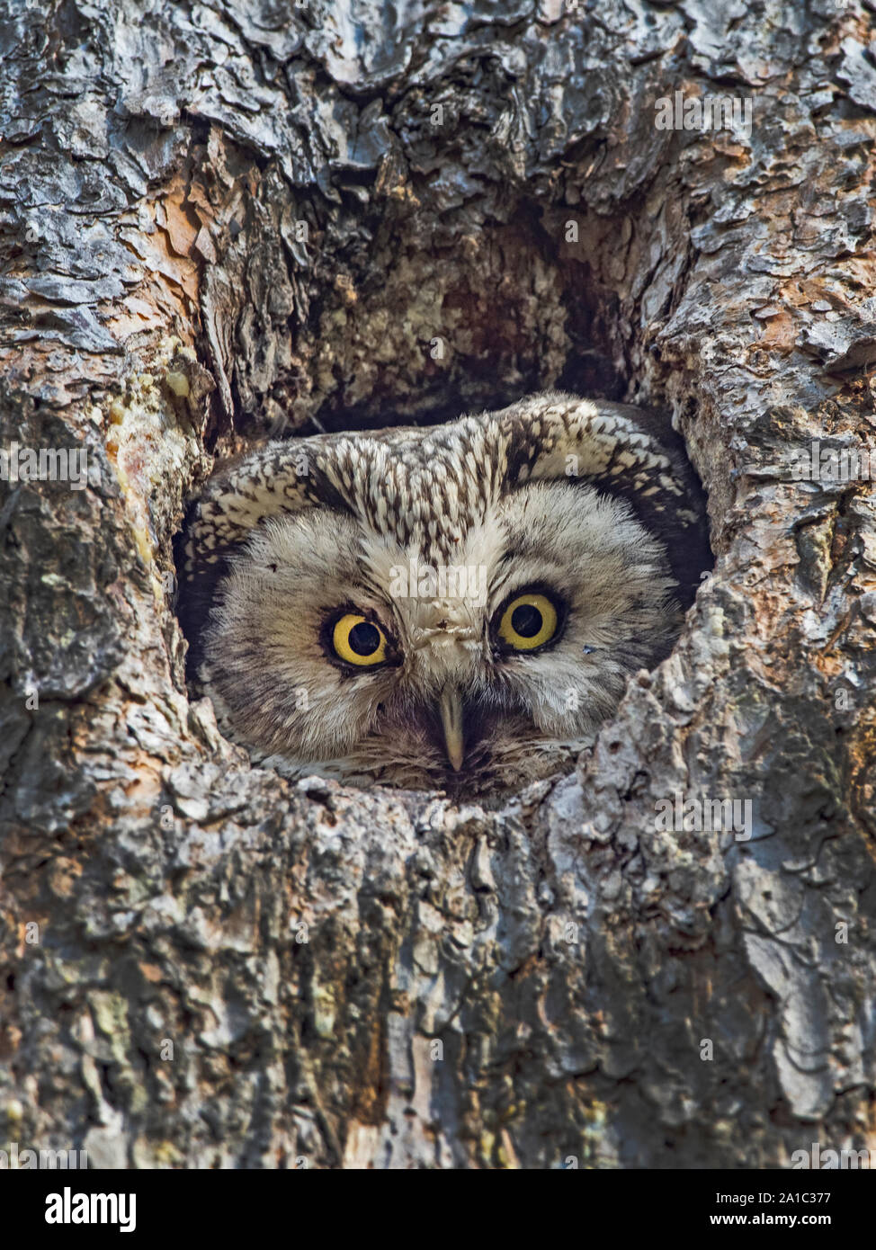 Tengmalm's Owl, Aegoleus funereus peering out of nest hole in pine, Liminka, Finland spring Stock Photo
