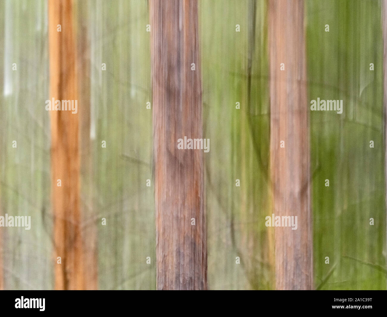 Abstract image of Pine Forest, Liminka, Finland summer Stock Photo