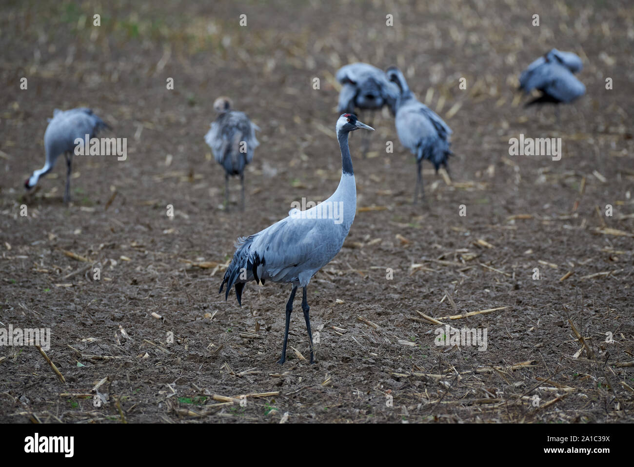 Adult crane (Grus gurs) on a field and a small flock of other cranes in the background on a field in autumn. Stock Photo