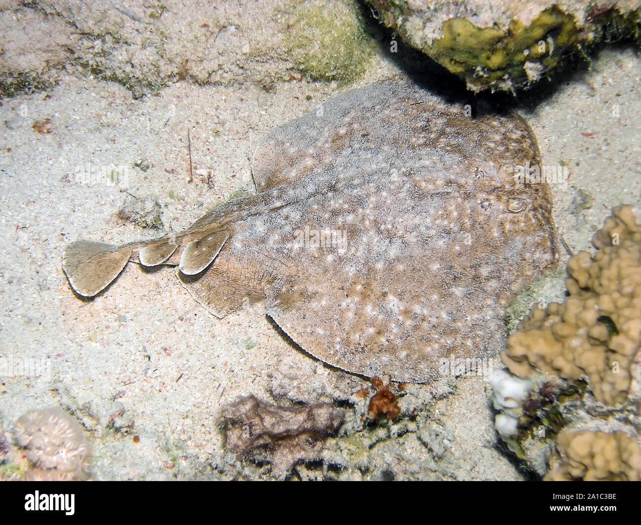 Marbled Torpedo Ray (Torpedo marmorata Stock Photo - Alamy