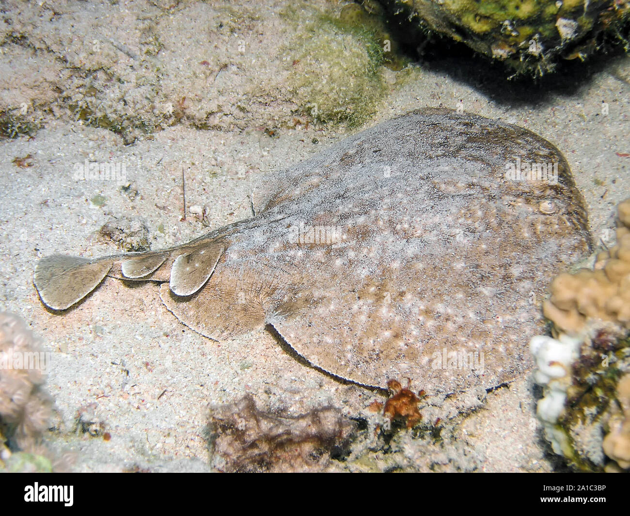 Marbled Torpedo Ray (Torpedo marmorata) Stock Photo