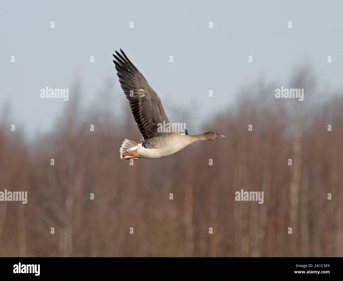 Taiga Bean Goose (Anser fabalis fabalis) Liminka, Finland, April Stock Photo