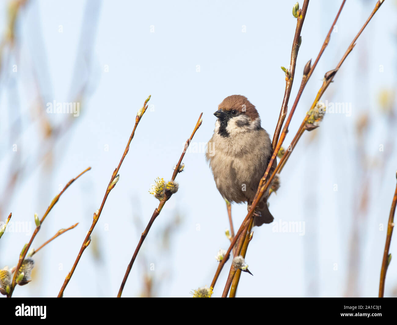 Tree Sparrow  Passer montanus in spring Finland spring Stock Photo