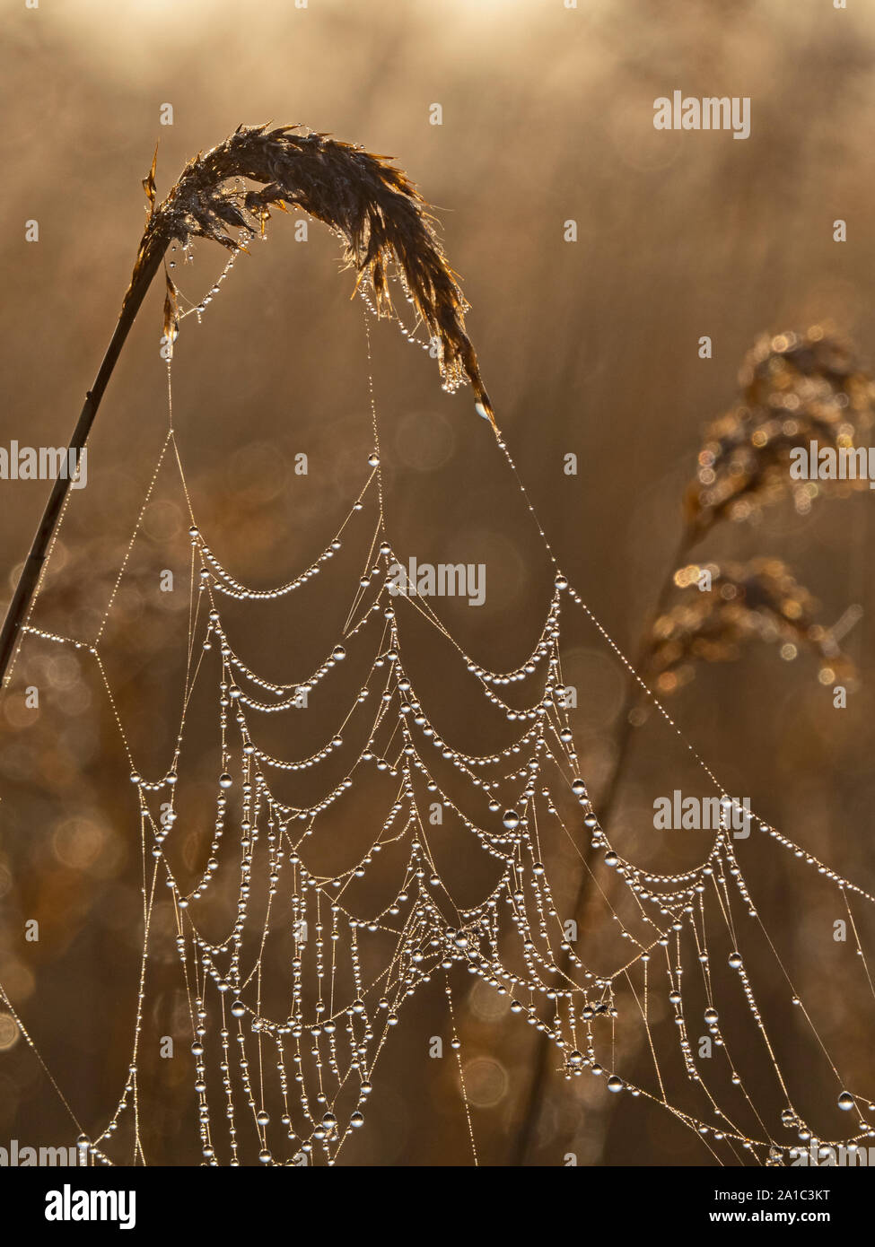 Dew covered spiders web in reeds Cley Norfolk Stock Photo