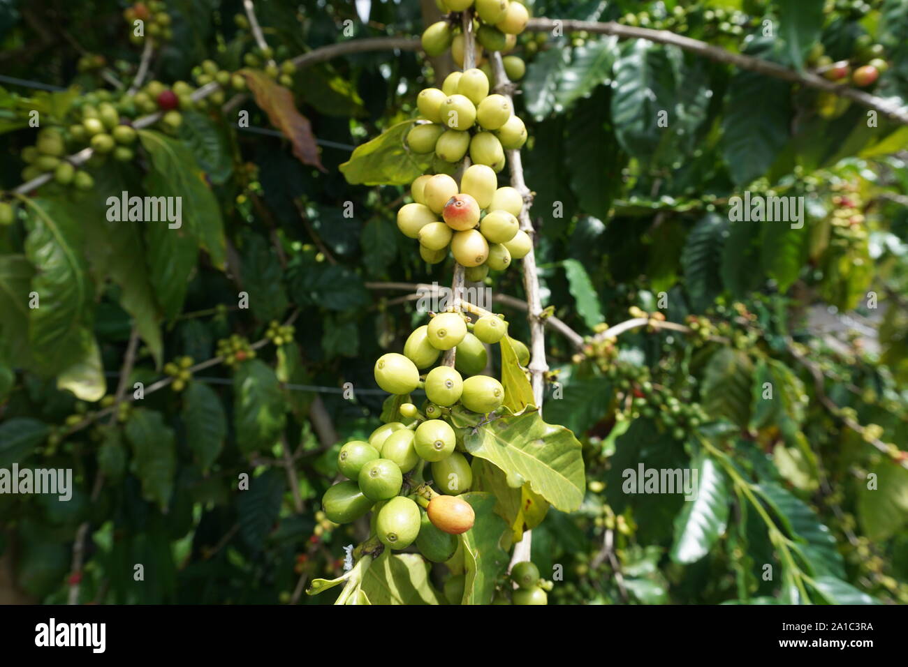 Kona coffee hires stock photography and images Alamy