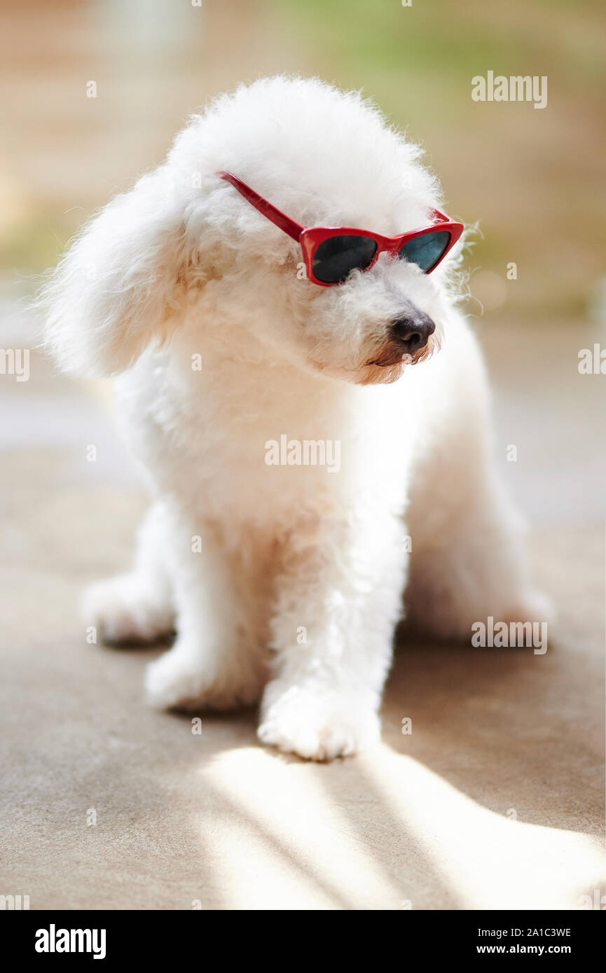 poodle sunglasses