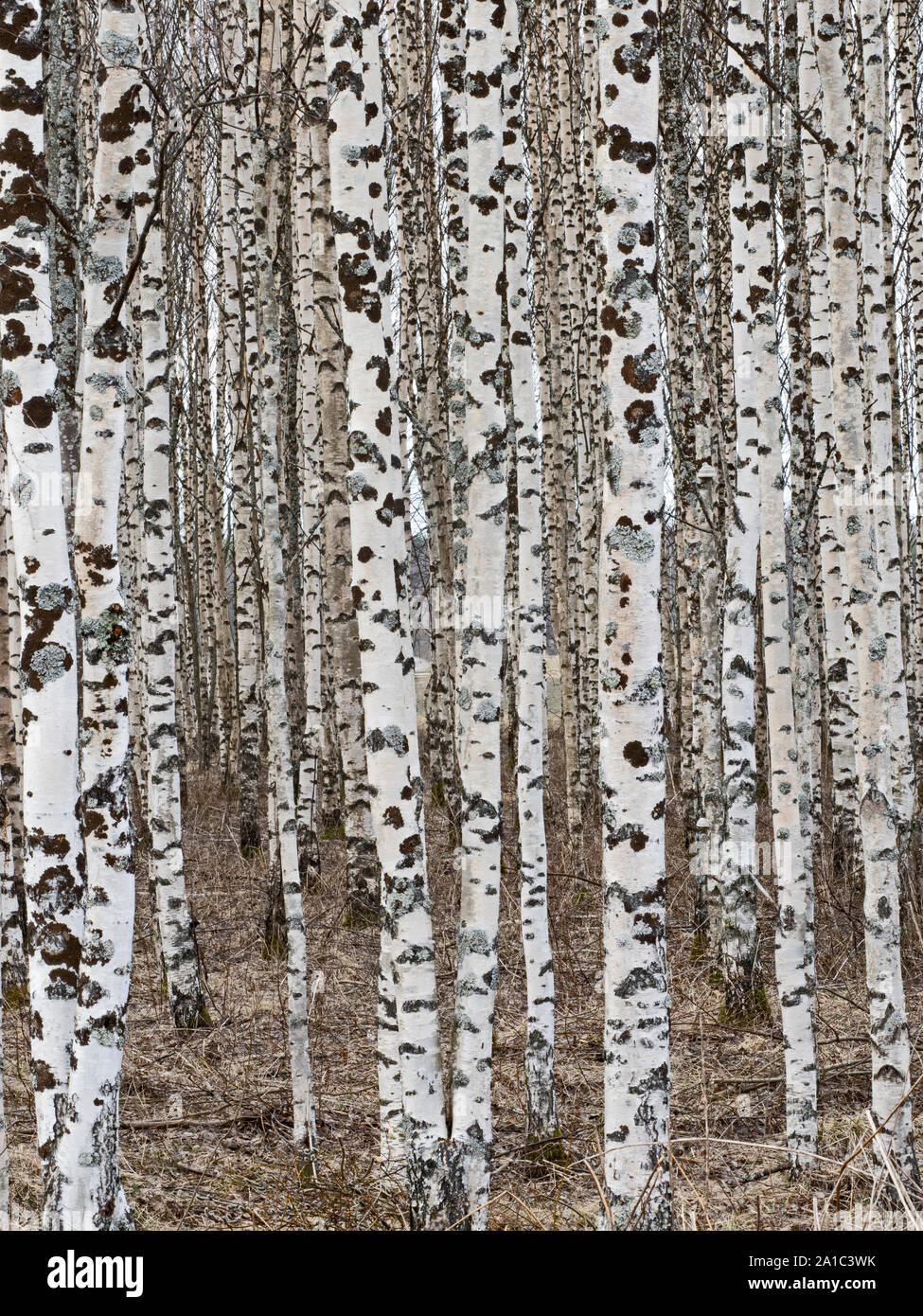 Silver Birch forest near Liminka Finland winter Stock Photo