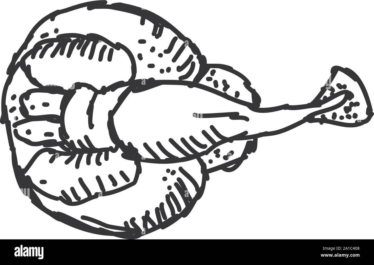 Stringray, illustration, vector on white background. Stock Vector
