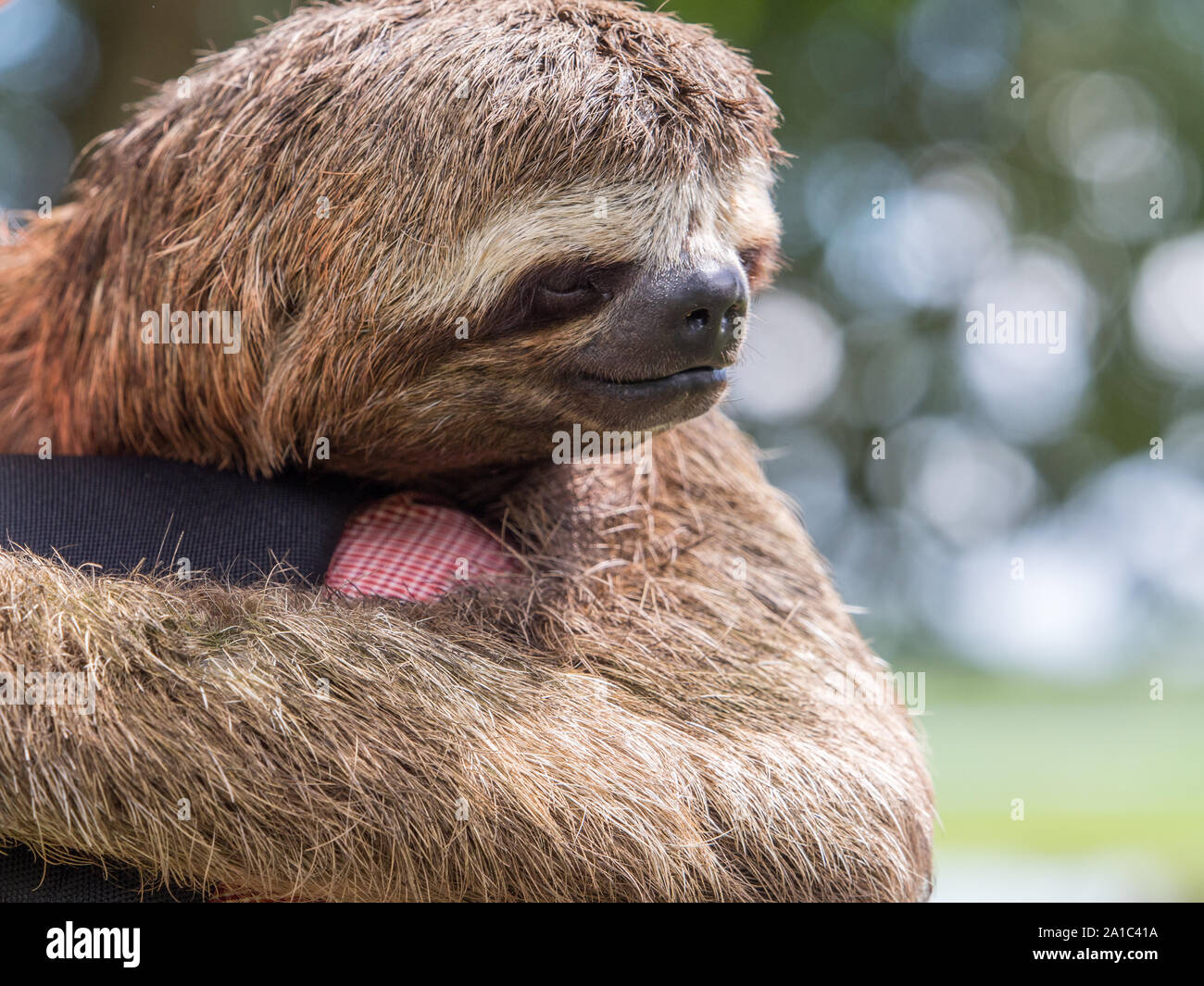 Sloths are arboreal mammals noted for slowness of movement and for spending most of their lives hanging upside down in the trees of the tropical rain Stock Photo