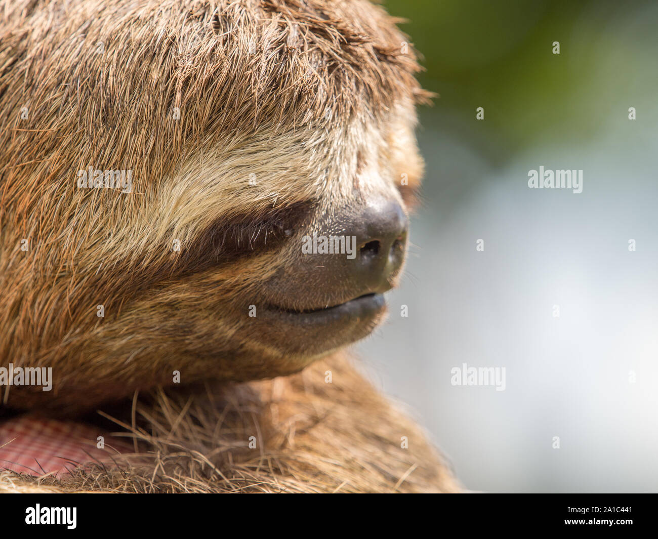Sloths are arboreal mammals noted for slowness of movement and for spending most of their lives hanging upside down in the trees of the tropical rain Stock Photo