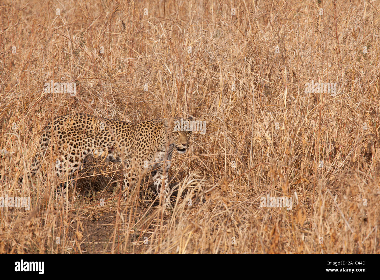 Leopard in long dry grass showing the effectiveness of its camouflage Stock  Photo - Alamy