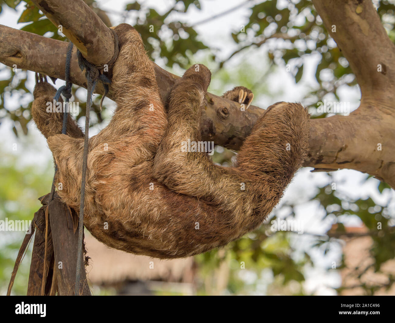 The sloth walks slowly over the tree in Amazon jungle, Brazil, Latin America. Amazonia. Sloths are arboreal mammals noted for slowness of movement and Stock Photo