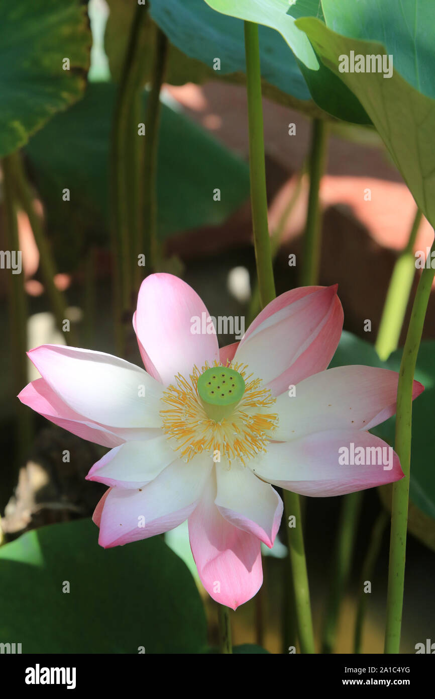 Lotus Rose High Resolution Stock Photography And Images Alamy