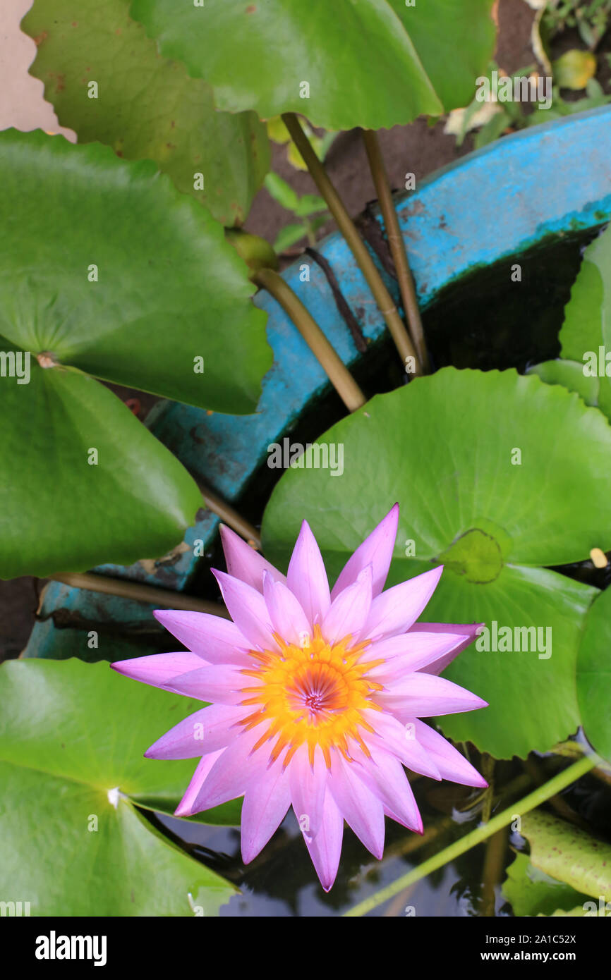 Nenuphar Vientiane Laos Water Lilies Vientiane Laos Stock Photo Alamy