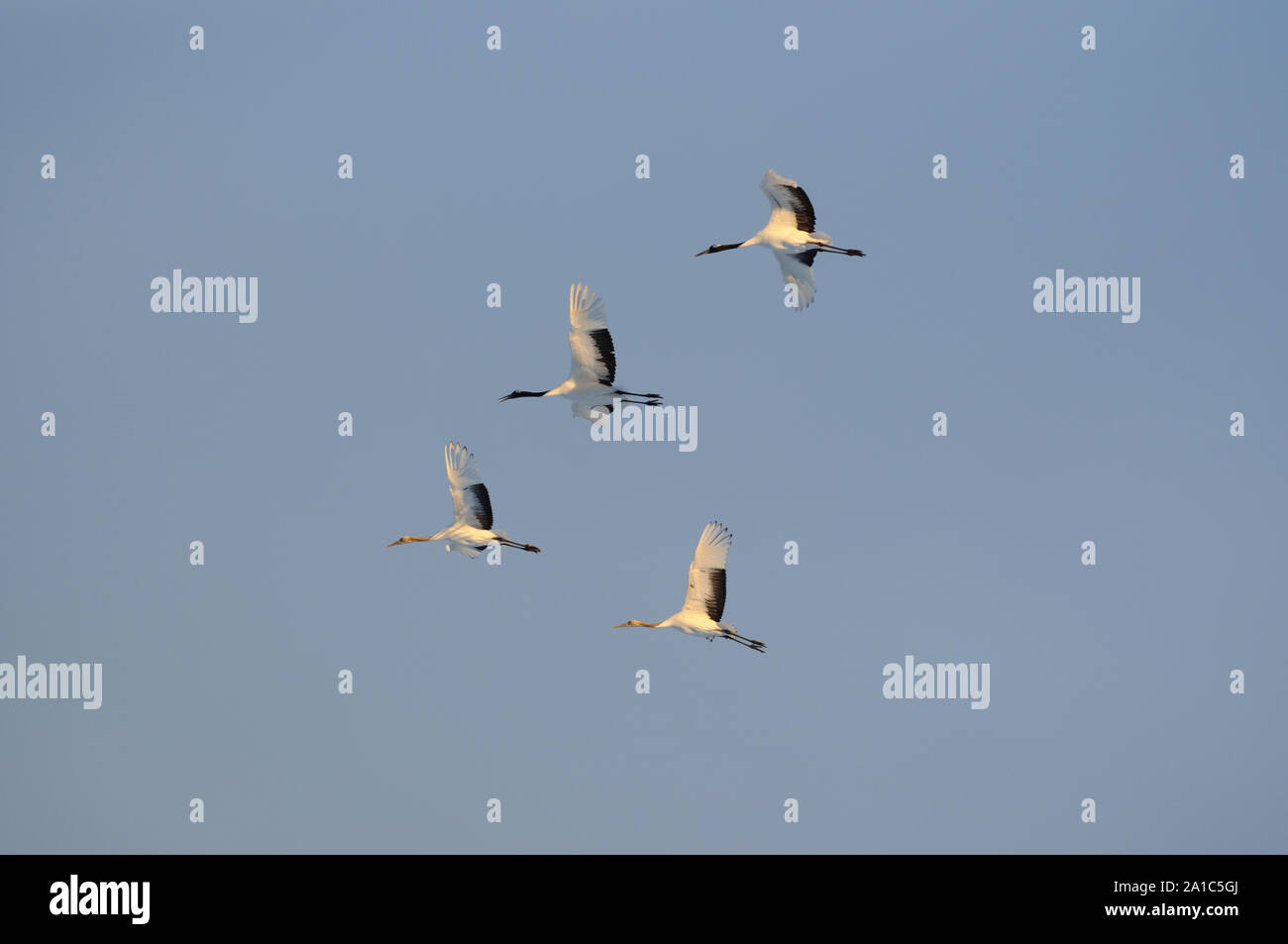 Flying red crowned cranes hi-res stock photography and images - Alamy