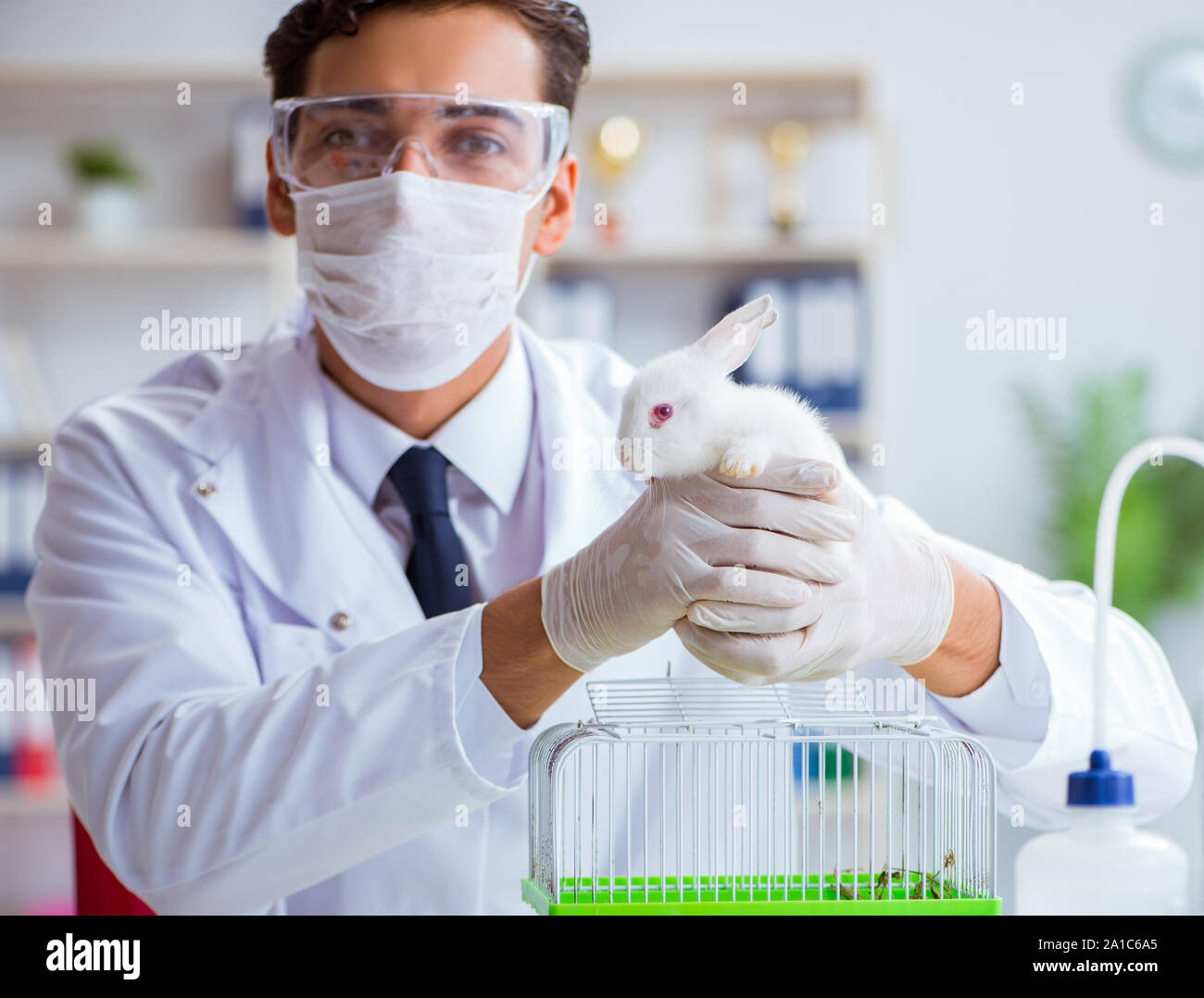 Rabbit In Vets The vet doctor examining rabbit in pet hospital Stock Photo - Alamy