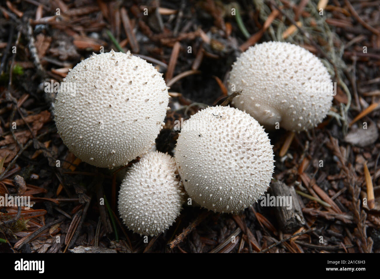 A cluster of young, round puffball mushrooms growing on the coniferous forest floor in the Kootenay region of British Columbia, Canada. Stock Photo