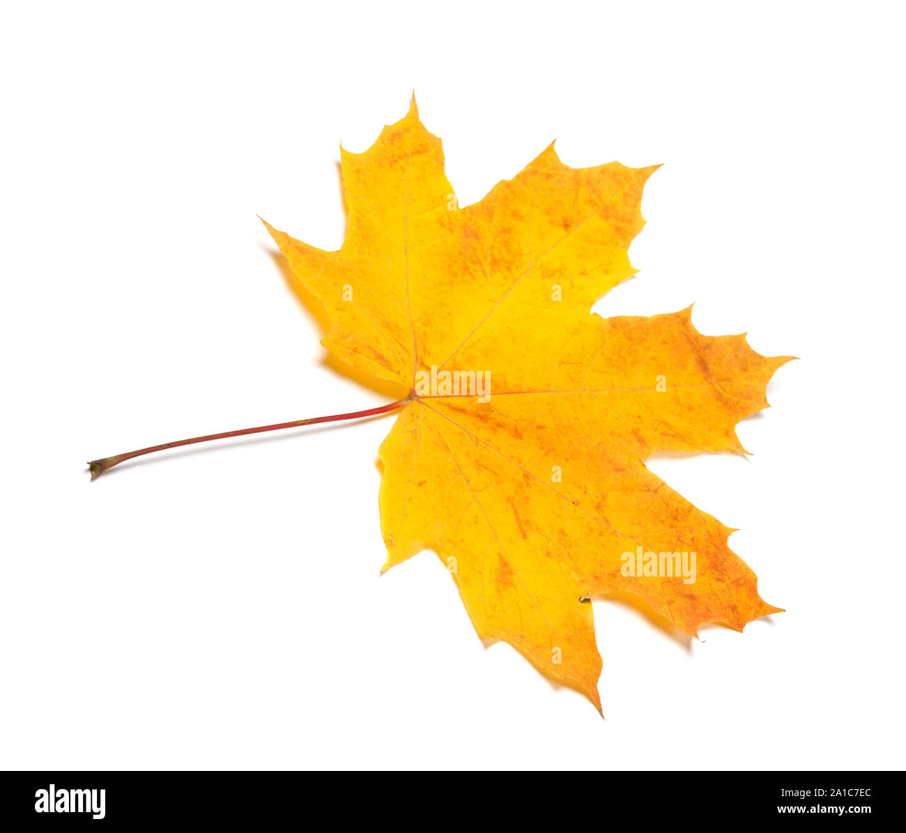 Yellow dried autumn maple-leaf. Isolated on white background. Stock Photo