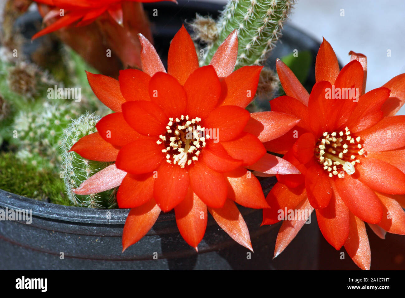 Beautiful red cactus flowers, home decoration Stock Photo