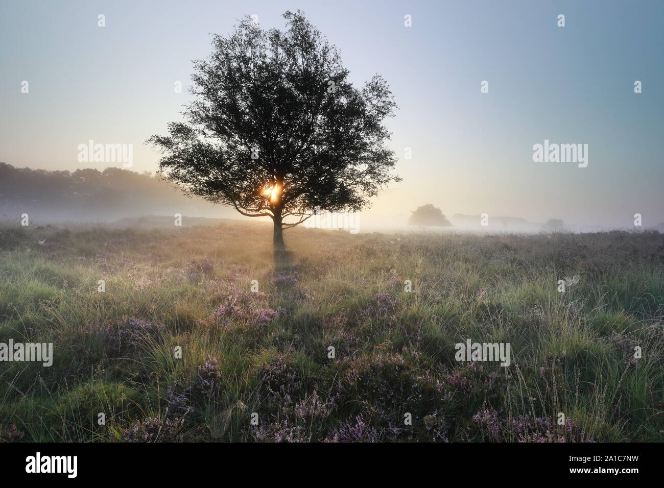 sunrise behind tree and flowering pink heather in fog Stock Photo - Alamy