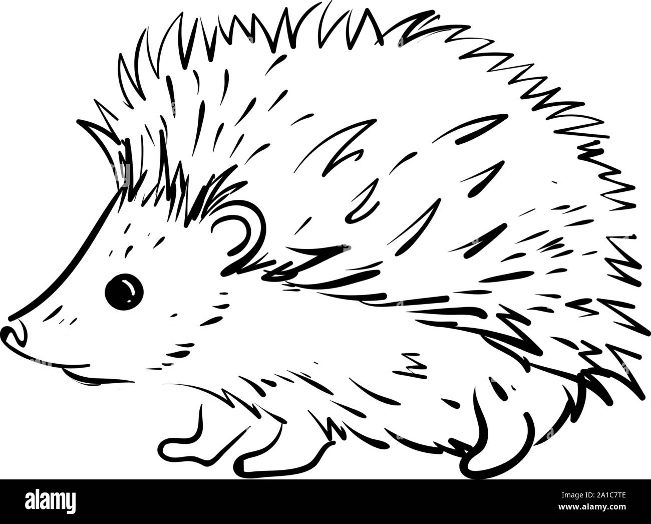 Hedgehog illustration hires stock photography and images Alamy