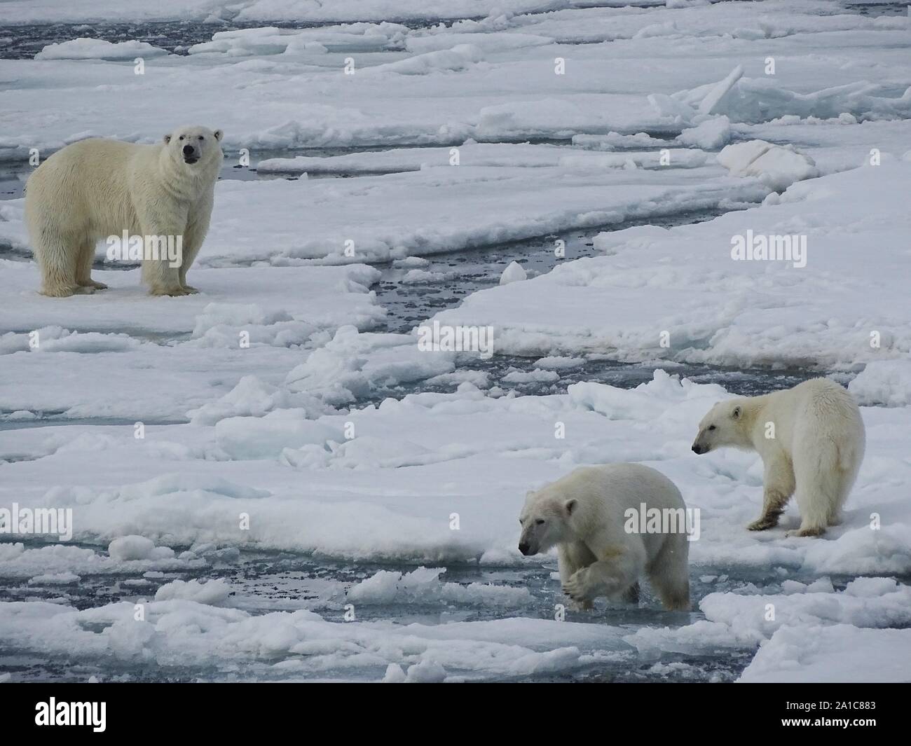 Polar bear family ice water hi-res stock photography and images - Alamy